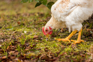 冬の農場で飼育している可愛い鶏