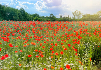 Common red poppy or corn poppy field