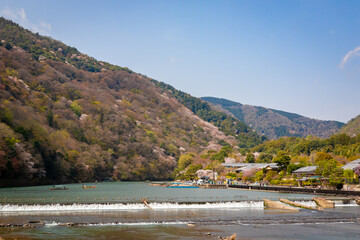 渡月橋から見た、京都・嵐山に咲く桜の花と快晴の青空