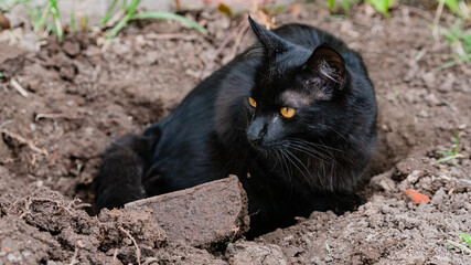 The black cat in the trench