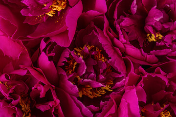 Pink peony flowers. Macro shot. Abstract nature texture. Floral background
