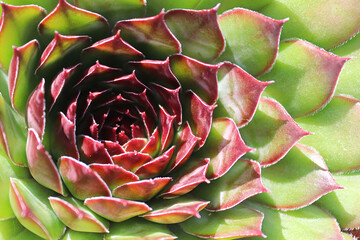 Macro view of hens and chicks succulent plants