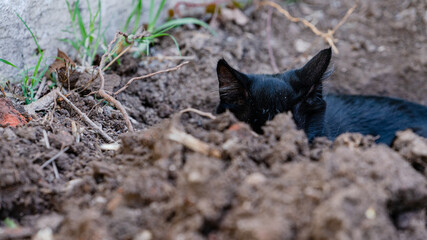 The black cat in the trench