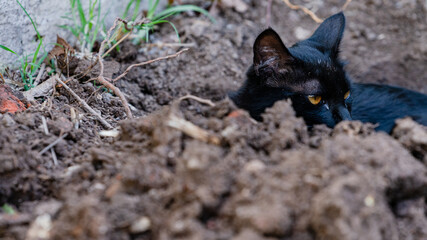 The black cat in the trench