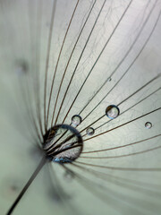 Beautiful water drops on a dandelion seed close up. Nature sky blue background. Soft focus