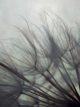 Abstract dandelion flower background, extreme closeup. Big dandelion on natural background. Art photography.Soft focus