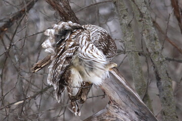 Chouette rayée faisant sa toilette dans son habitat naturel