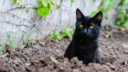 The black cat in the trench