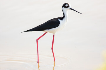 Shore birds beach birding 