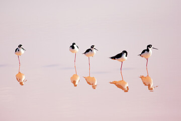 Shore birds beach birding 