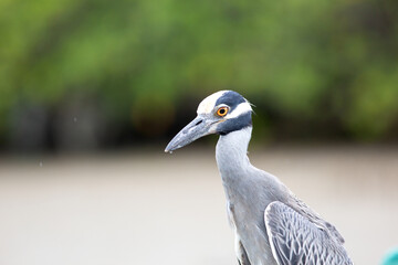 Fototapeta premium Shore birds beach birding 