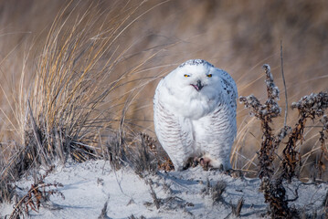 snowy owl in sand dune with a smiling face 