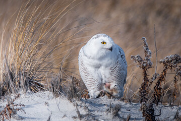 A snowy owl in sand due searching for food