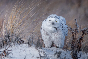 A snowy owl with a funny face