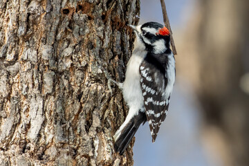 Male Downy Woodpecker