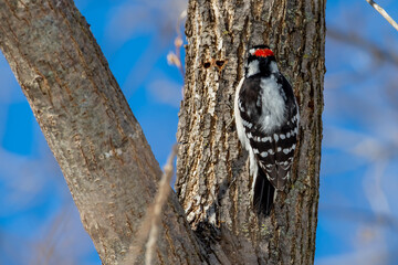 Male Downy Woodpecker