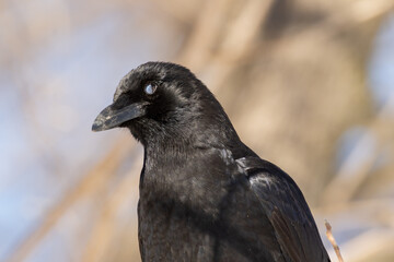 American Crow