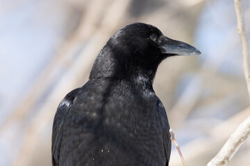 American Crow