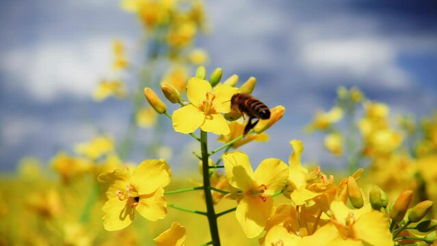 A bee collects nectar from a rapeseed flower, then flies away, 250fps slow motion.