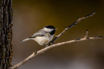 Carolina Chickadee