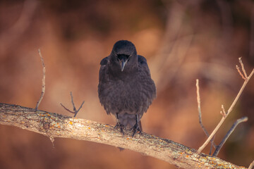 American Crow