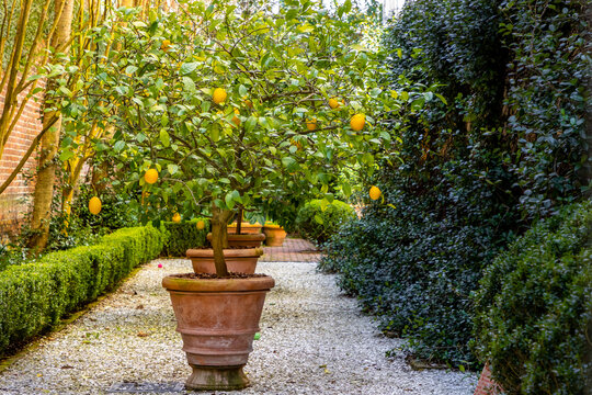 Lemon tree in a garden