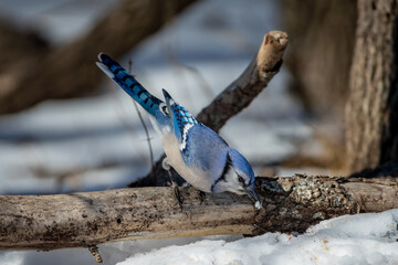 BlueJay