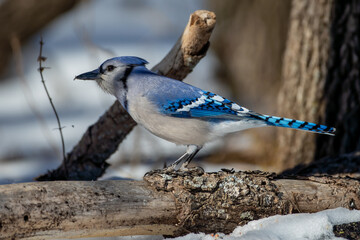 BlueJay