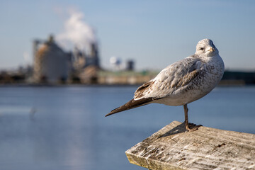 Bird perching in front of factory