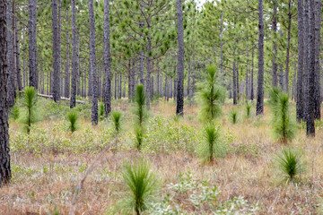 Baby pine trees growing in forest