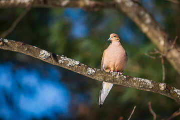 Beautiful Mourning Dove (Zenaida macroura) perched on a tree branch