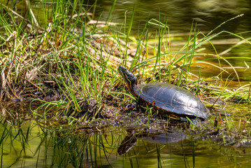 Painted Turtle (Chrysemys picta) basking in sunshine in a wetland