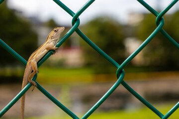 Brown anole lizard on fence