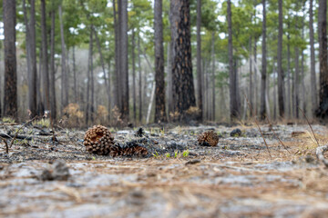 Burnt pine cones on the ground in a forest after a fire