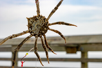 Crab hanging after being caught by a fisherman from a wooden pier