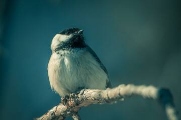 Blue Jay