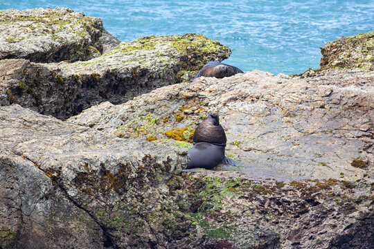 sea lions Ecuador Salinas