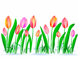 Spring came illustration of blooming tulips and sweetdrops. Nature woke up in all its beauty
