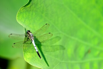 dragonfly on a green leaf