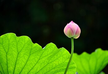 Close-up of lotus bud
