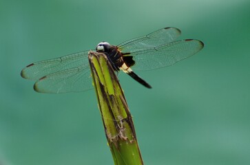 dragonfly on a green leaf