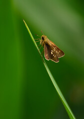 butterfly on leaf