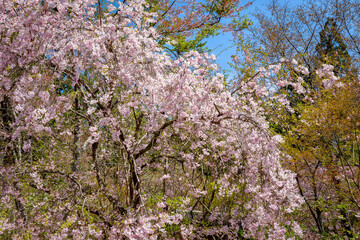 京都の三千院で見た、満開に咲き誇る桜の木と快晴の青空