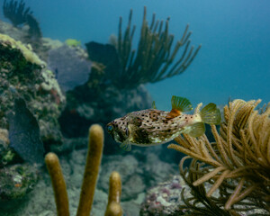 coral reef with puffer fish © Geronimo