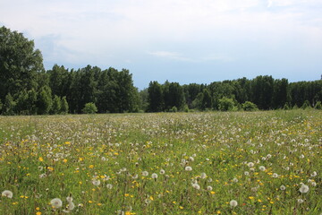 nature in summer in Siberia field with green grass in the forest