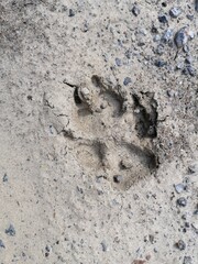 The footprint of a dog, bear, fox on the ground, sand.
