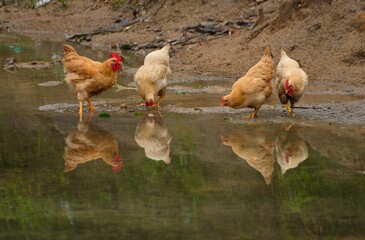 chickens