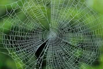 spider web in the dew