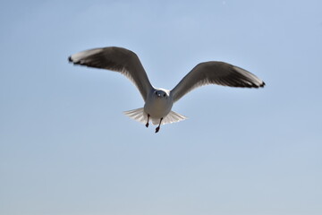 青空に舞うかもめ
