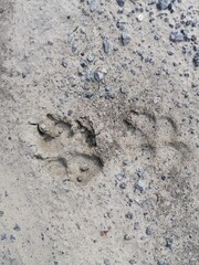 The footprint of a dog, bear, fox on the ground, sand.